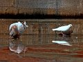 Christian_8314