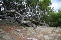 Claude_2473