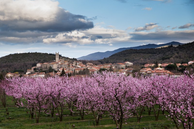 1030-Cathy-Marquixanes-301.jpg - Catherine-Marquixanes, village du Conflent au printemps, dans son écrin de fleurs de pêchers