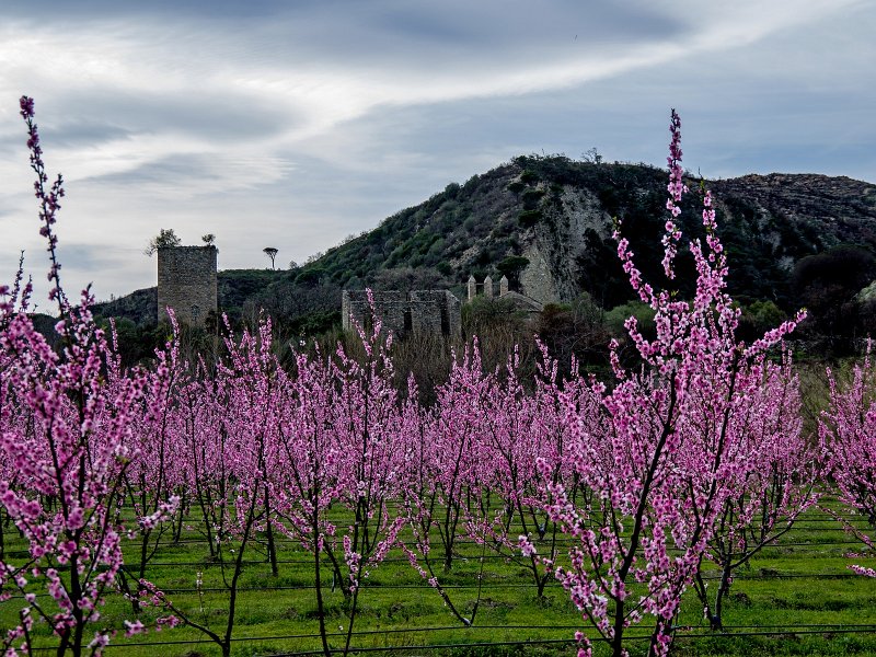 1045-Gerard-Casnoves-Ille-361.jpg - Gérard-Ruines du village de Casenoves dans les pêchers en fleur (Ille sur Têt)
