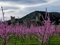 1045-Gerard-Casnoves-Ille-361