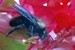 Macro insectes