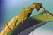 Macro insectes