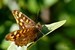 Macro insectes