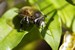 Macro insectes