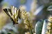 Macro insectes