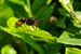 Macro insectes