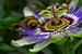 Macro insectes