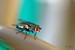 Macro insectes
