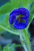 Macro Fleurs