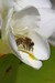 Macro Fleurs