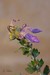 Macro Fleurs