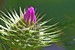 Macro Fleurs