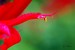 Macro Fleurs