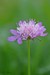 Macro Fleurs