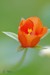 Macro Fleurs