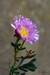 Macro Fleurs